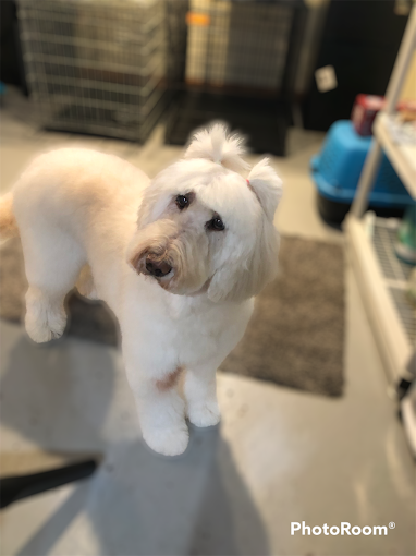 Freshly groomed white doodle