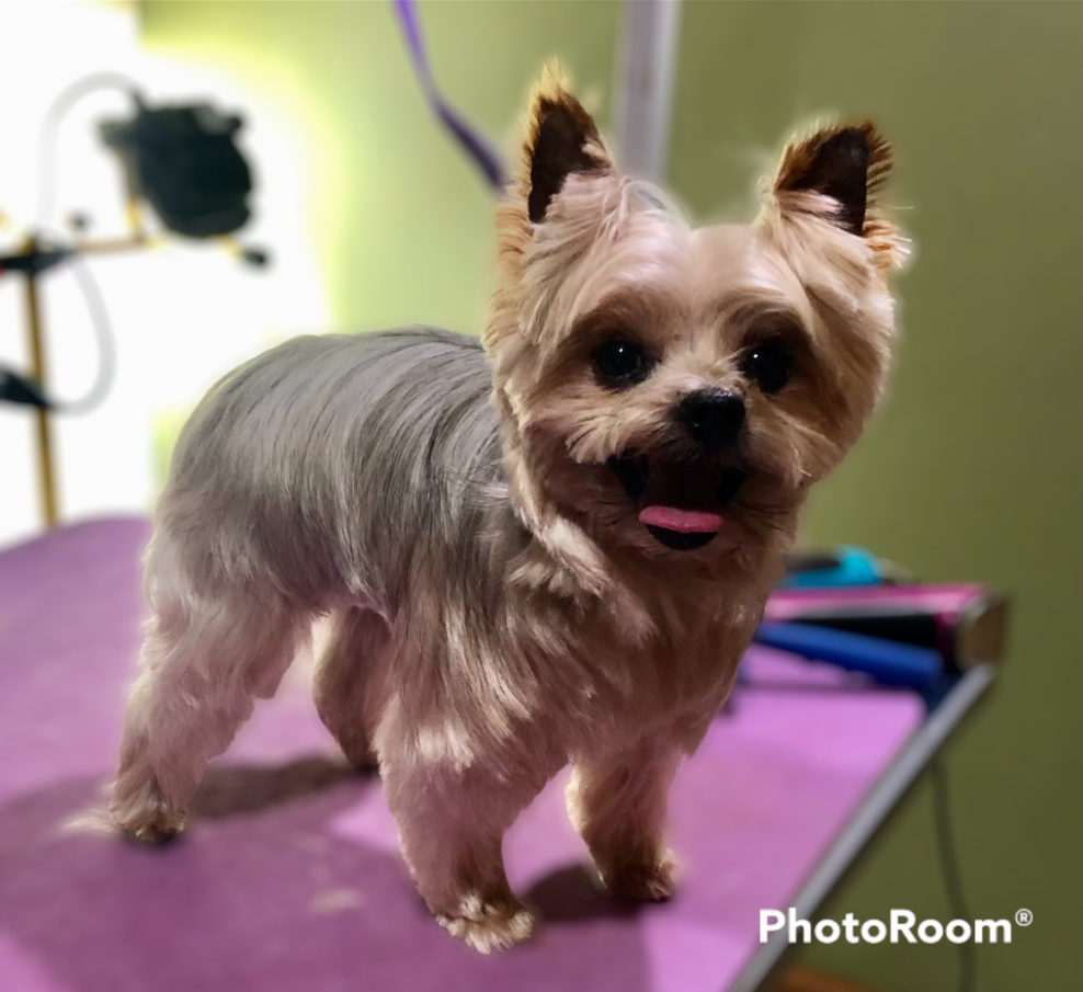 Happy yorkie smiling after a fresh groom
