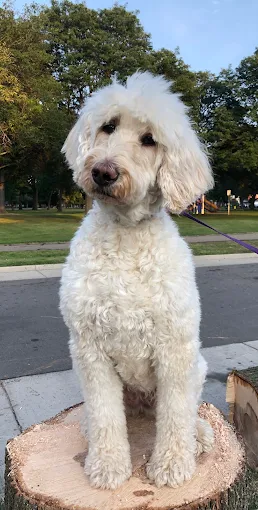 Fluffy white doodle posing on a tree stump